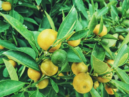 Citrusy doma v kvetináči?