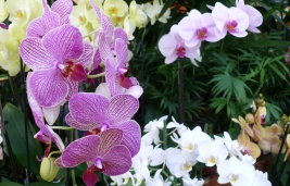 Ako správne presadiť a pestovať orchidey